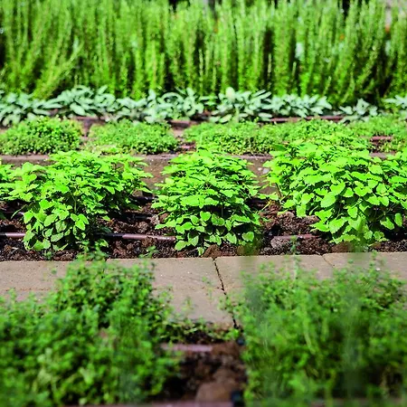 Il Cantico St. Peter Hotell 3*